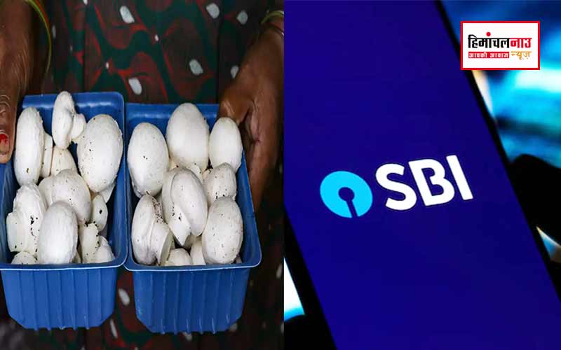 Mushroom Cultivation Training / मशरूम उत्पादन का प्रशिक्षण 27 जनवरी से चंबा में होगा शुरू