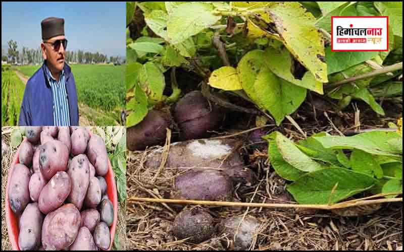 हिमाचल न्यूज़ | लेटेस्ट हिमाचल न्यूज़