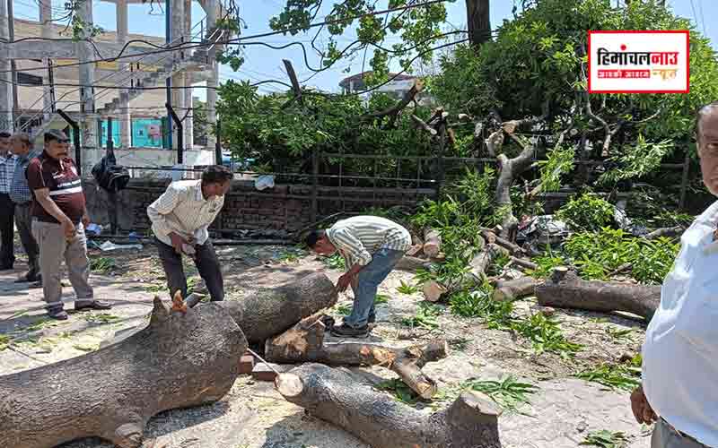 तेज़ आंधी-तूफान ने सिरमौर में मचाई भारी तबाही, फसलों और बिजली आपूर्ति को भारी नुकसानसिरमौर