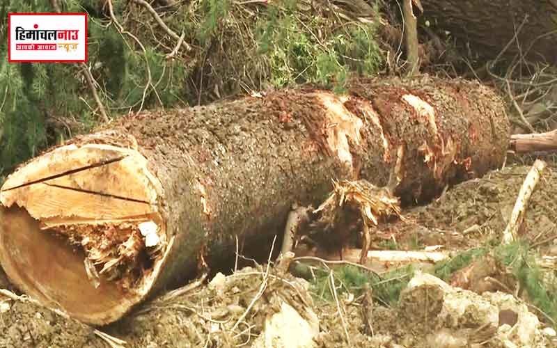 संगड़ाह में देवदार के पेड़ों की अवैध कटान पर कार्रवाई, चूना खदान पर 1.47 लाख का जुर्माना