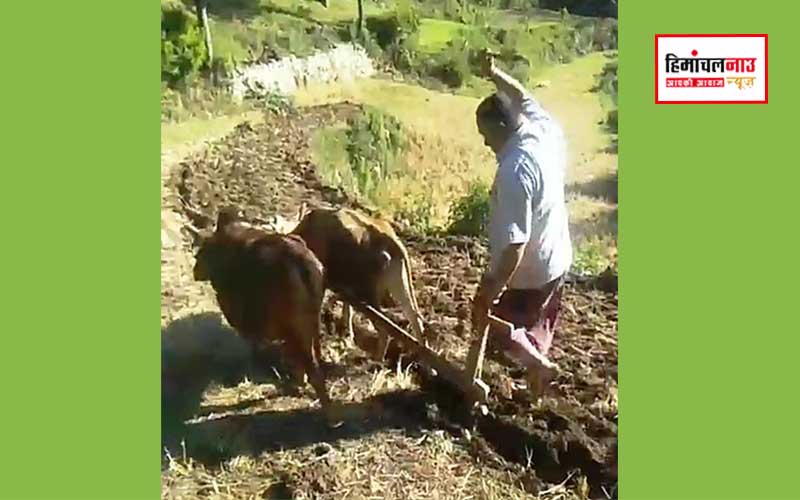 राजगढ़ क्षेत्र में मक्की की खेती को बढ़ावा , 150 क्विंटल बीज अनुदान पर वितरित