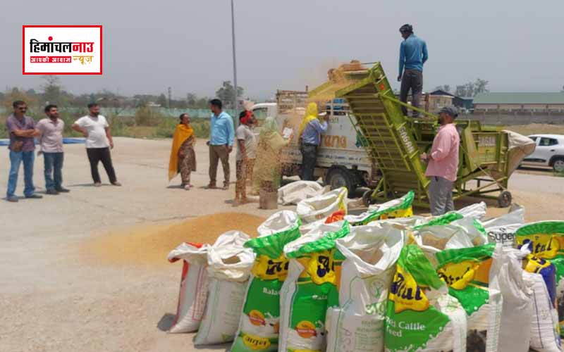 प्राकृतिक खेती को बढ़ावा देने में हिमाचल बना अग्रणी, ऊना में किसानों से 26 लाख की प्राकृतिक गेहूं खरीदी