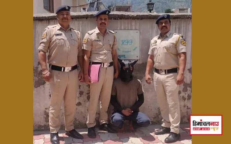 मादक पदार्थ अधिनियम के तहत पुलिस का शिकंजा: भून्तर में 1 किलो 405 ग्राम चरस बरामद , बंजार में 2360 अफीम के पौधे नष्ट