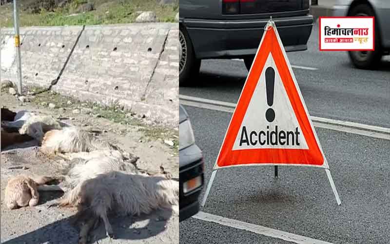 कुल्लू-मनाली हाईवे पर तेज रफ्तार टैक्सी ने भेड़ पालक और बकरियों को रौंदा, युवक की मौत