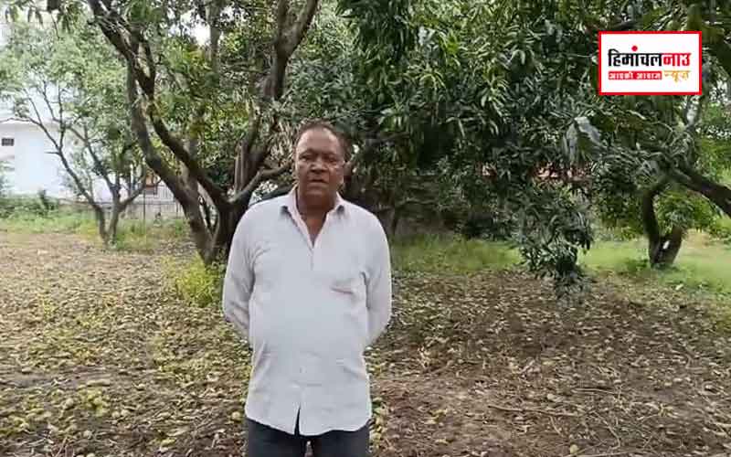 सिरमौर में अंधड़, बारिश और ओलावृष्टि ने मचाई भारी तबाही, आम-लीची की फसलें तबाह, पेड़ उखड़े, बिजली गुल