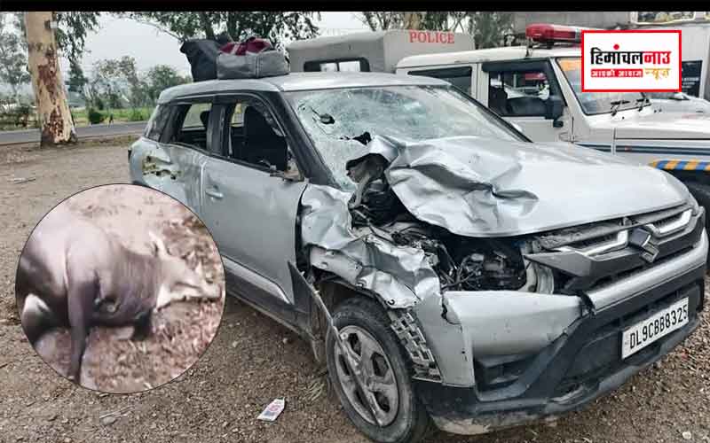 दिलवां में नीलगाय को बचाने की कोशिश में कार से हुई जोरदार टक्कर, जानवर की मौत और कार क्षतिग्रस्त