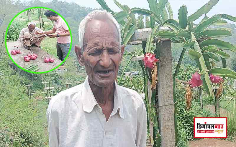 Dragon Fruit Farming / 74 की उम्र में ड्रैगन फ्रूट की खेती से रची आत्मनिर्भरता की मिसाल, ऊना के रोशन लाल से सीखें नवाचार का तरीका
