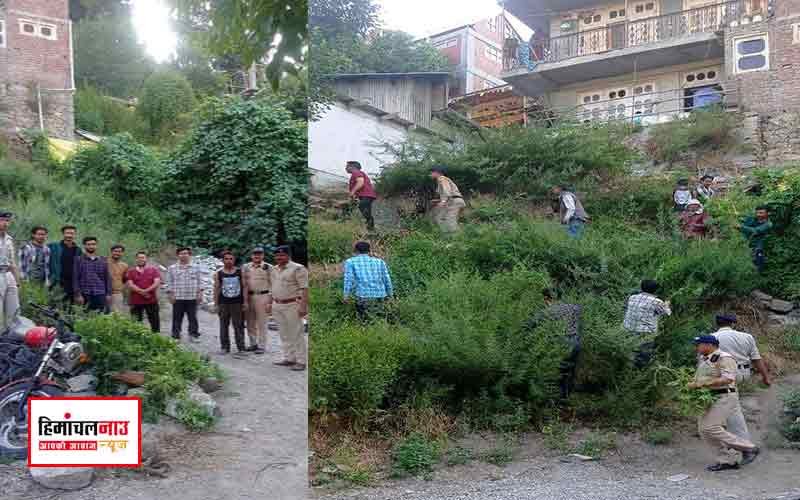 मूरंग थाना पुलिस ने ग्राम पंचायत रिब्बा में चलाया भांग उखाड़ो अभियान , ग्रामीणों को नशे के खिलाफ किया जागरूक