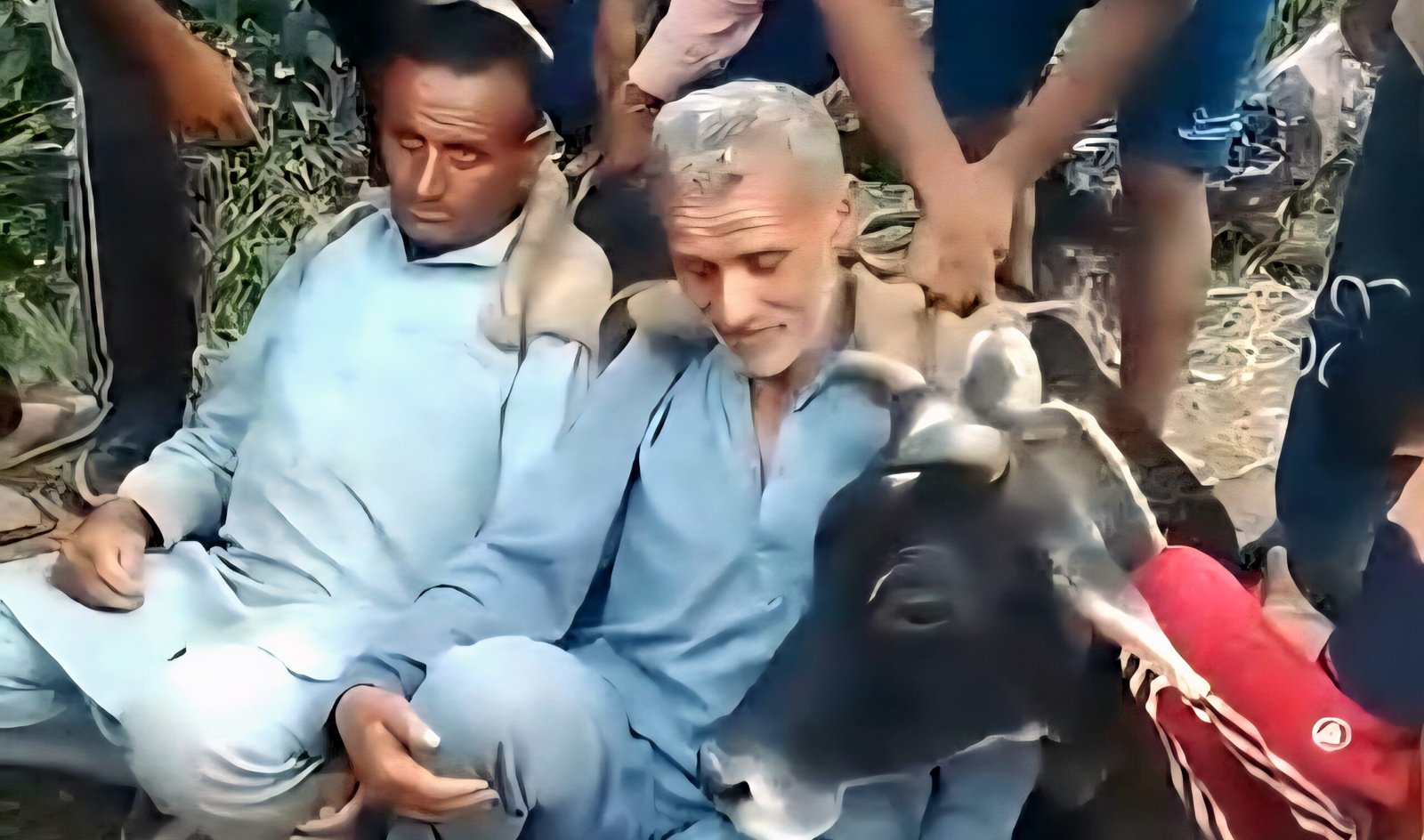 पीठ पर गाय लादकर जानलेवा रास्ता पार: सिरमौर के ग्रामीणों ने पेश की गौ-सेवा की अद्भुत मिसाल