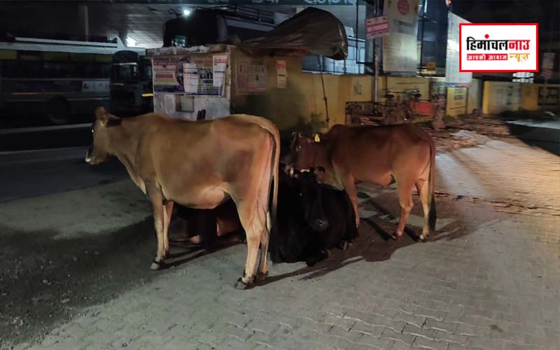 राजगढ़ की सड़कों पर लावारिस गोवंश बना हादसों का कारण, प्रशासनिक उदासीनता से जनता बेहाल