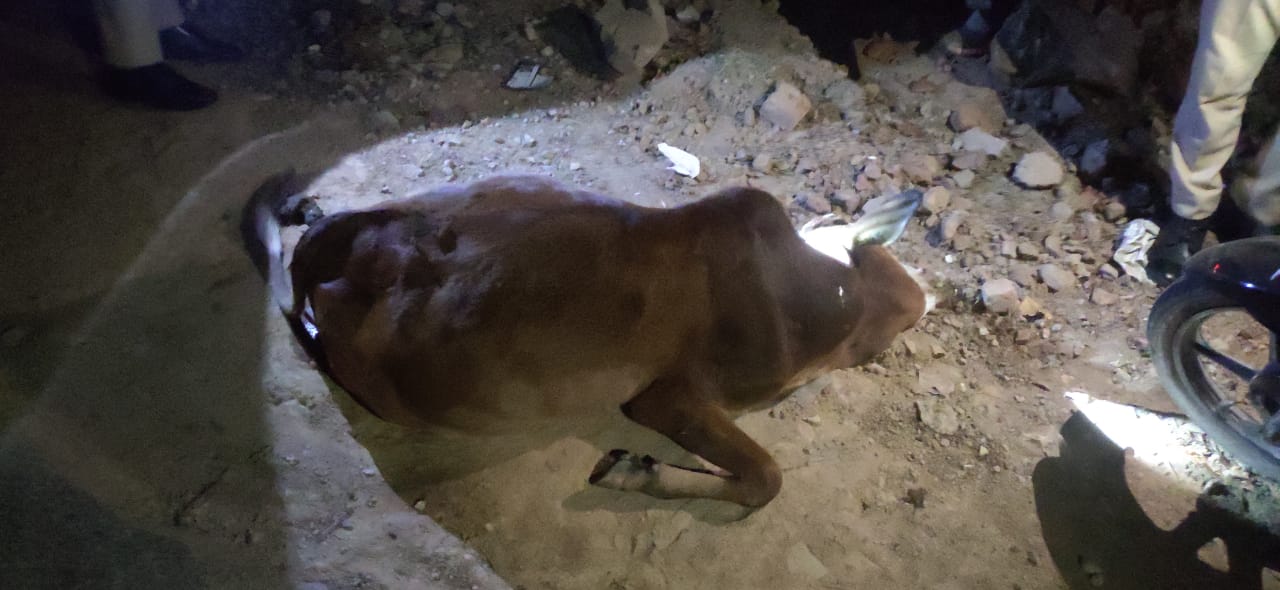 दोसड़का में अज्ञात वाहन का कहर : बेकाबू रफ्तार ने दो गोवंशों को रौंदा, आरोपी फरार