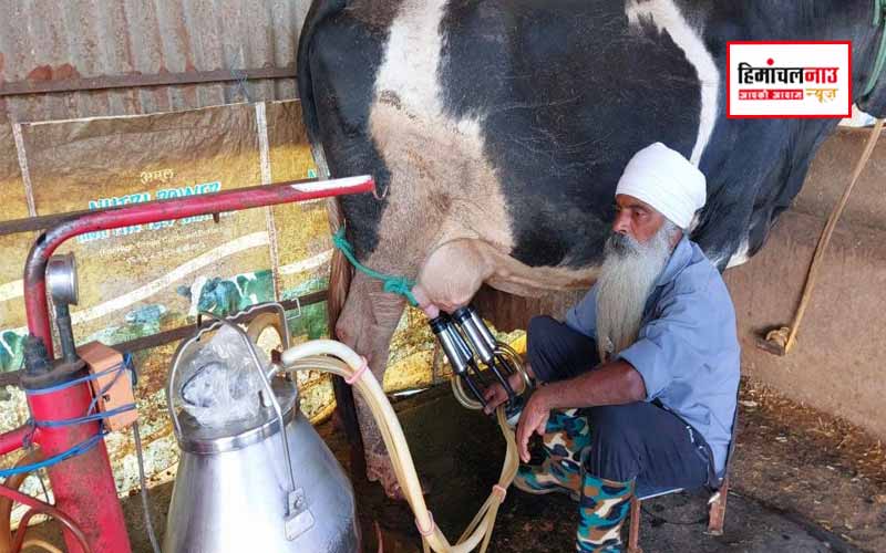 डेयरी व्यवसाय से बदली चुरूडू के विजय कुमार की किस्मत, आय में बड़ी वृद्धि