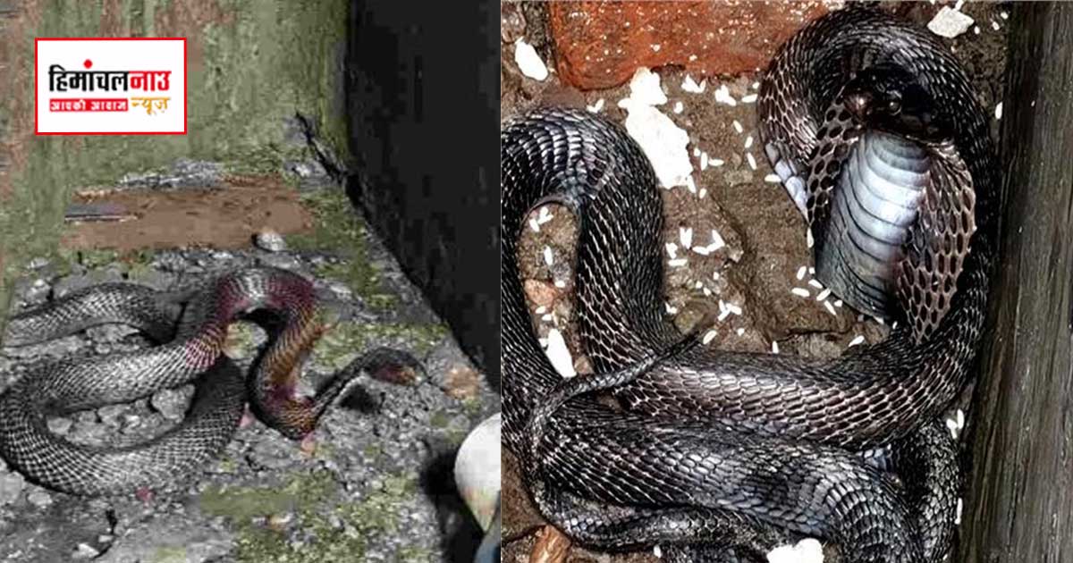 नाहन के जमटा स्कूल के पानी के टैंक में निकला जहरीला कोबरा, वन विभाग ने सुरक्षित किया रेस्क्यू