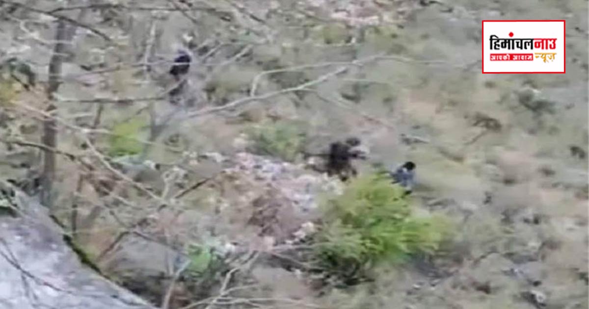 किन्नौर भाबानगर क्षेत्र में खाई में गिरने से दो युवकों की मौत, पुलिस जांच जारी