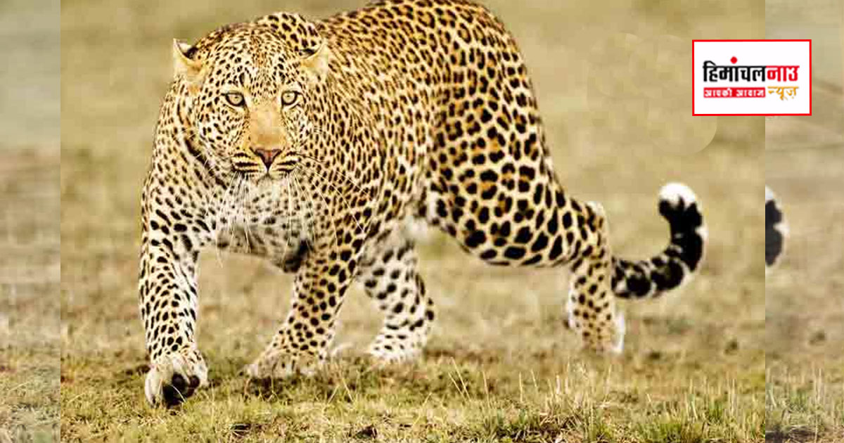 ऊना के राडा पैडा गांव में तेंदुए का आतंक, रात में घर में घुसकर पालतू कुत्ते को बनाया शिकार