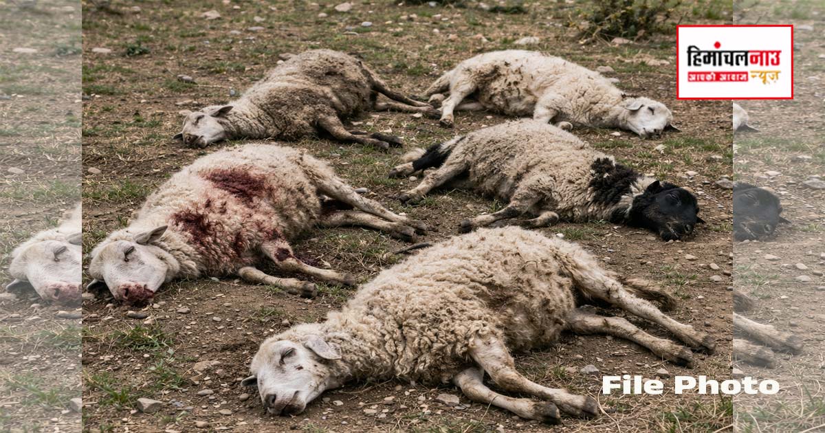 कांगड़ा इंदौरा तारा खड्ड में 31 भेड़ों की मौत, कारणों की जांच जारी