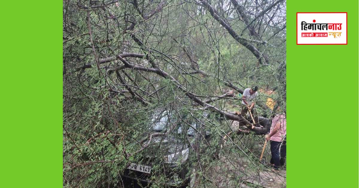 ऊना के हिंडोला में तूफान के दौरान बड़ा हादसा टला, इंचार्ज की गाड़ी पर गिरा विशाल पेड़