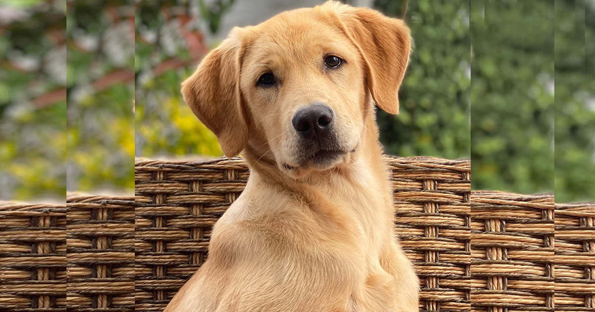 हमीरपुर में पालतू कुत्तों को खुले में शौच कराने पर जुर्माना, नगर निगम ने लागू किए नए नियम