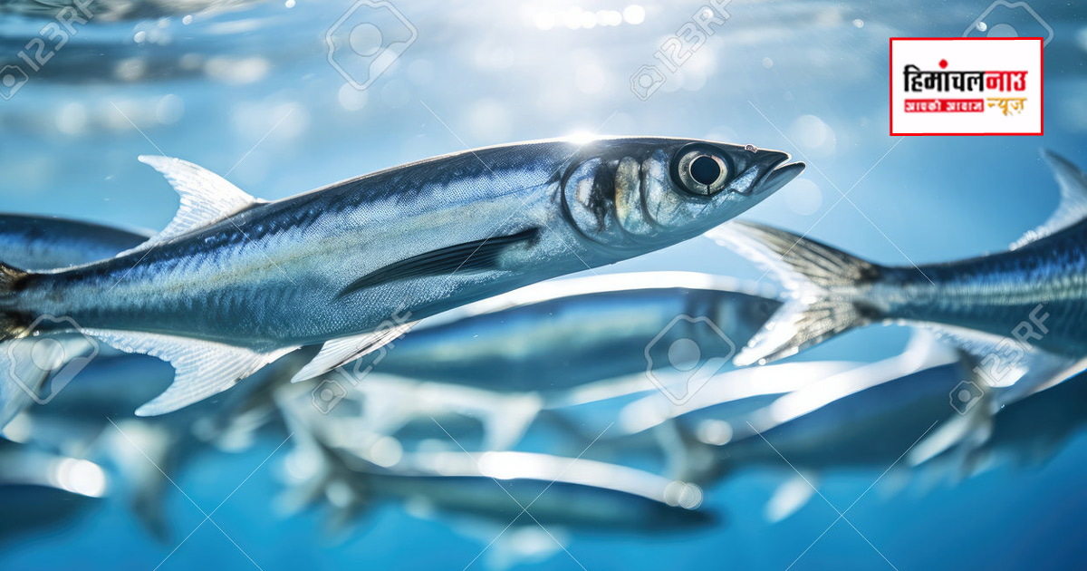 मछुआरों को बड़ी राहत: रॉयल्टी 15% से घटाकर 1%, जलाशय मछलियों पर ₹100 एमएसपी लागू