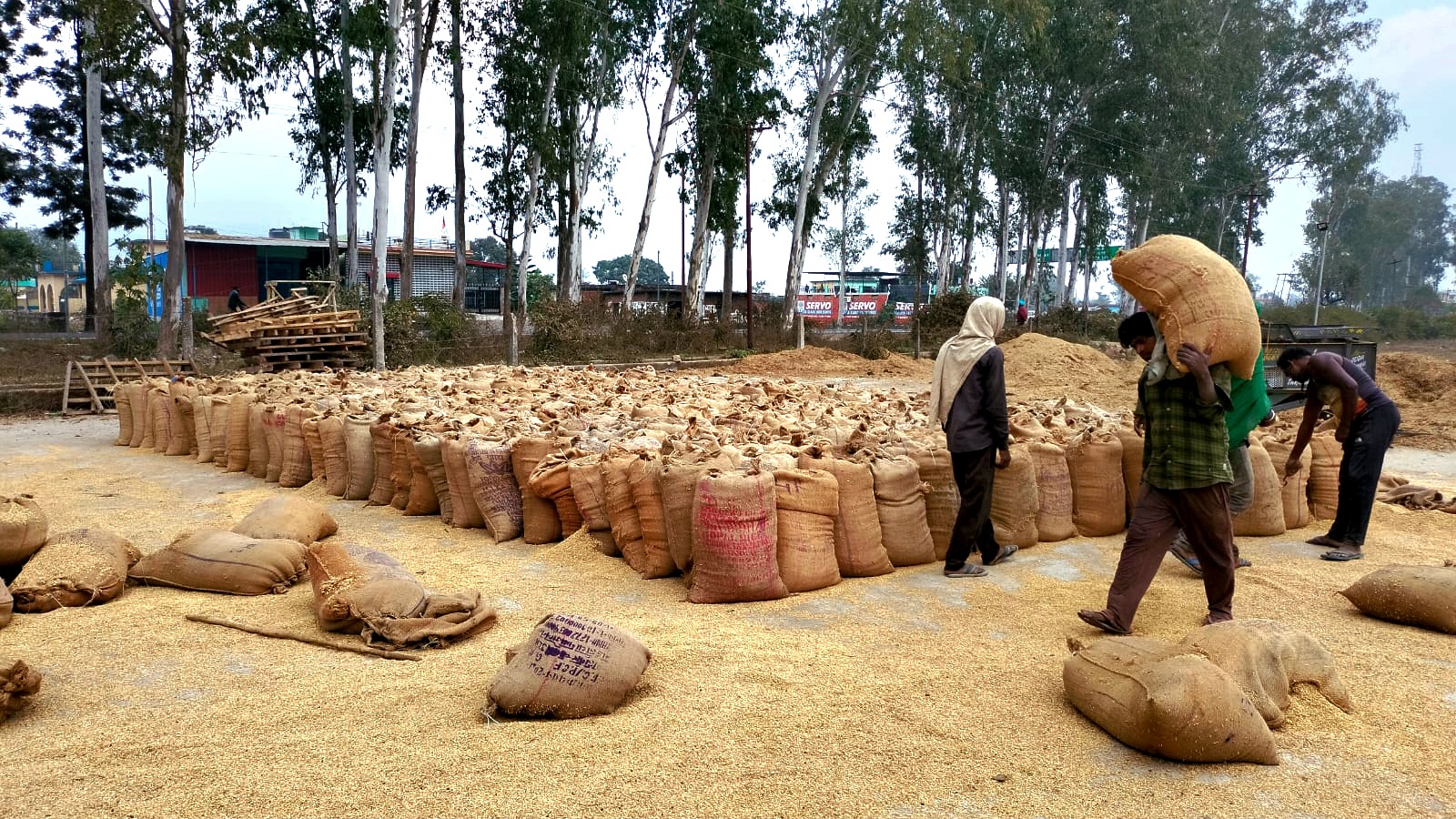 हिमाचल के किसानों के लिए बड़ी राहत: 8 अप्रैल से शुरू होगी गेहूं खरीद, MSP बढ़कर 2585 रुपये
