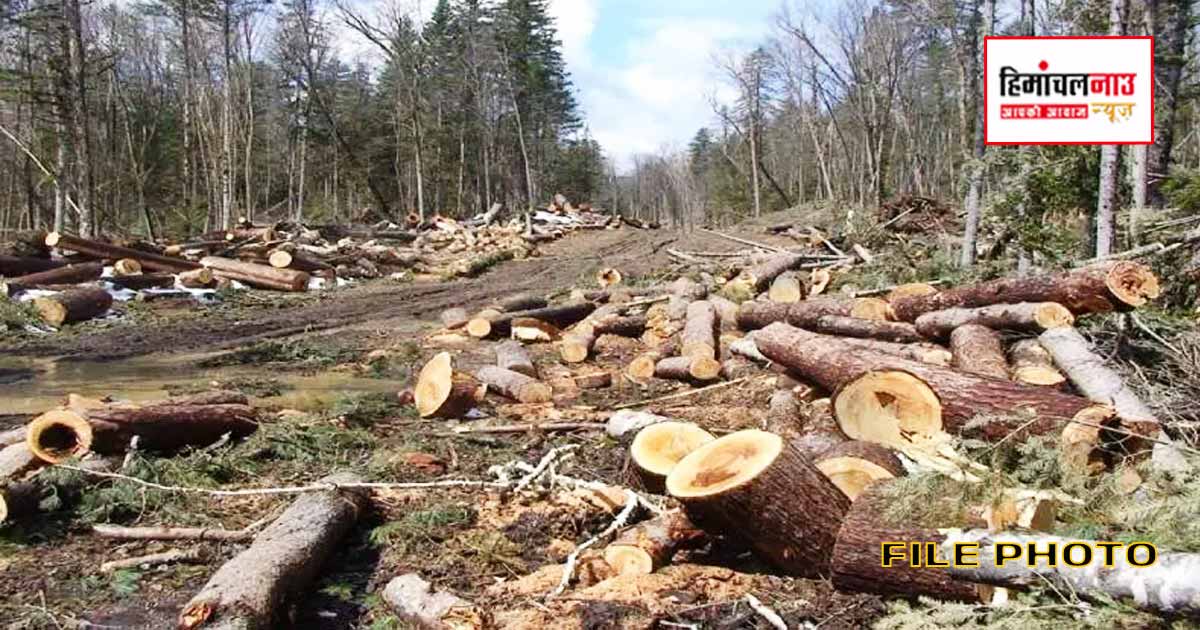 इंदौरा के मलोट वन क्षेत्र में खैर के पेड़ों का अवैध कटान, वन कर्मचारियों की भूमिका पर उठे सवाल