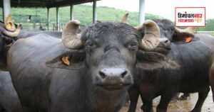 हमीरपुर में चोरी हुई भैंस 48 घंटे में बरामद, पुलिस ने सहारनपुर से दो आरोपियों को किया गिरफ्तार