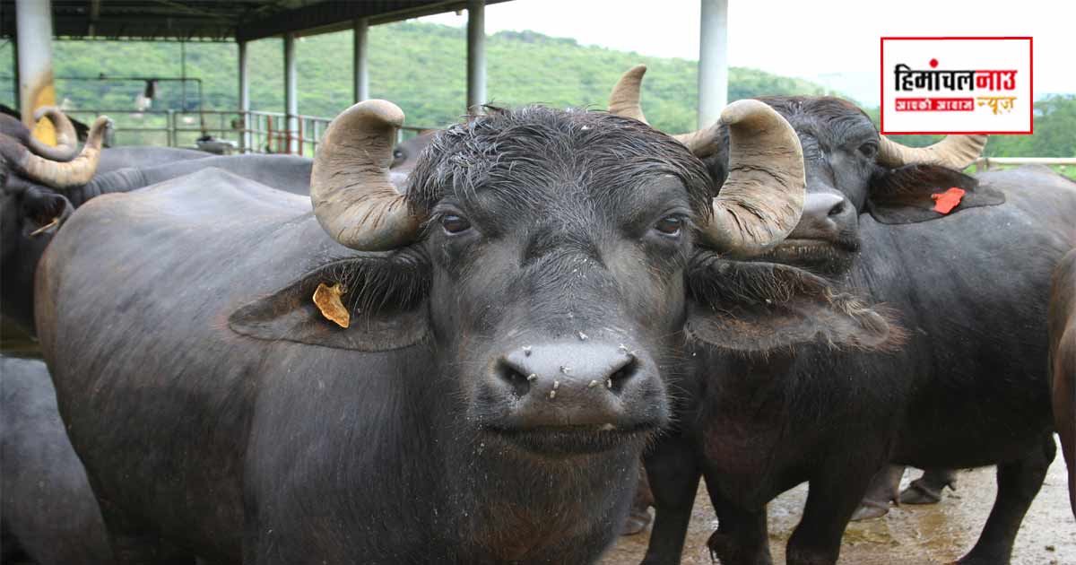 हमीरपुर में चोरी हुई भैंस 48 घंटे में बरामद, पुलिस ने सहारनपुर से दो आरोपियों को किया गिरफ्तार