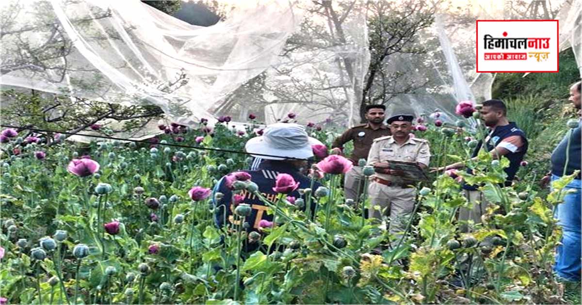 कुल्लू में एसटीएफ की कार्रवाई, आनी क्षेत्र में अवैध अफीम की खेती नष्ट, दो मामले दर्ज