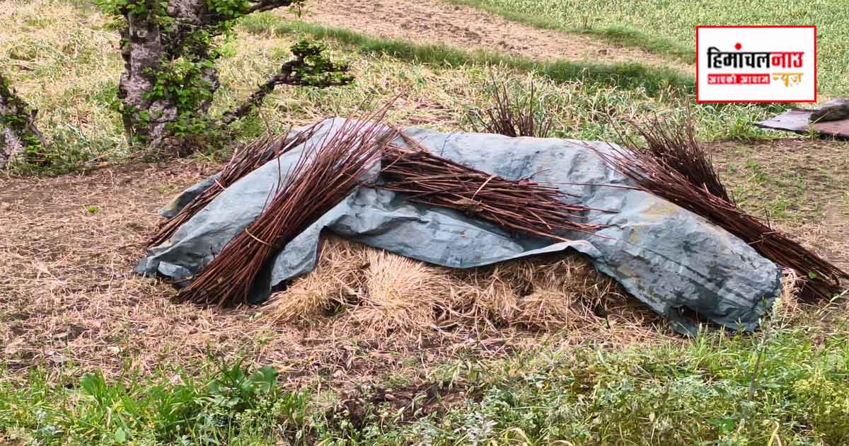हल्की बारिश और तेज हवाओं से सिरमौर में फसल को नुकसान, जौं-गेहूं भीगे, लहसुन पर असर
