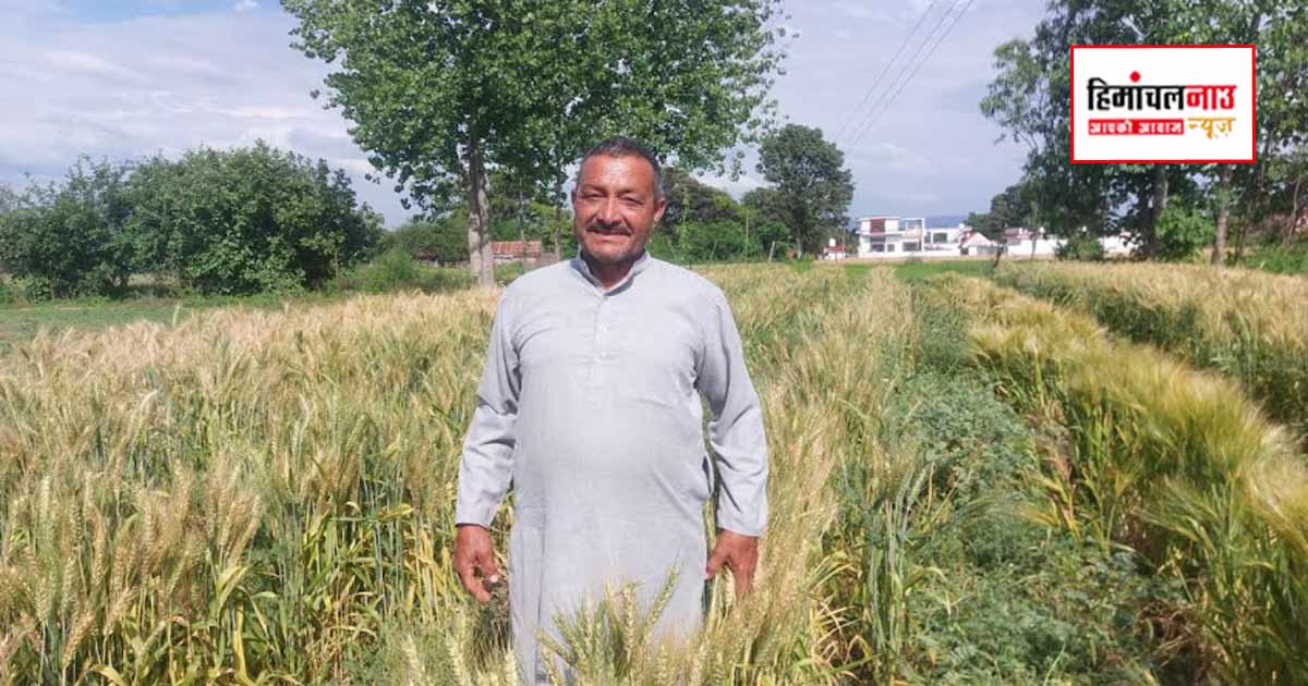 प्राकृतिक खेती को बड़े पैमाने पर बढ़ावा दे रही सुक्खू सरकार, एमएसपी बढ़ने से किसानों में बढ़ा भरोसा 