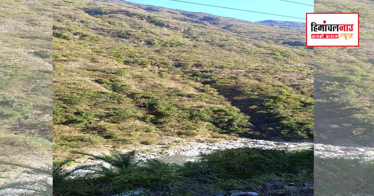 सिरमौर में दर्दनाक हादसा : रोनहाट में भंगाल खड्ड में गिरी कार, 32 साल के युवक की मौत