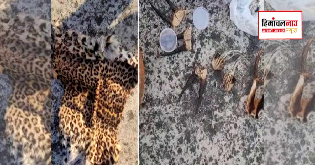 सिरमौर में वन विभाग की कार्रवाई, घर से तेंदुए की खाल सहित वन्यजीवों के अंग बरामद, दो आरोपी गिरफ्तार