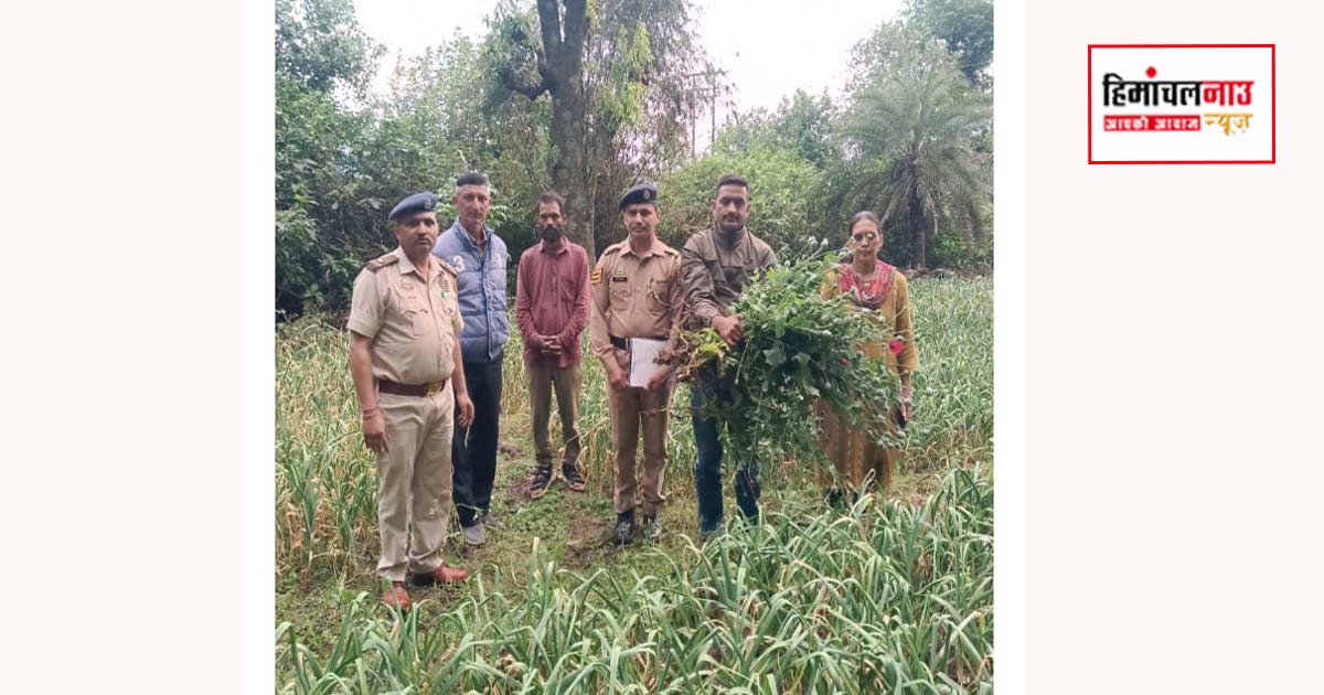 NDPS / रेणुकाजी में पुलिस की कार्रवाई, खेत से अफीम के पौधे बरामद, आरोपी फरार, केस दर्ज