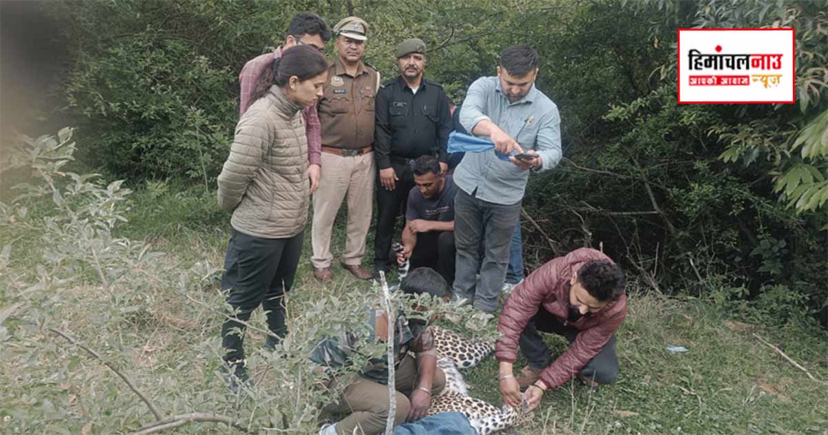 नौणी विश्वविद्यालय फार्म में तेंदुआ दिखने से हड़कंप, वन विभाग ने किया सफल रेस्क्यू