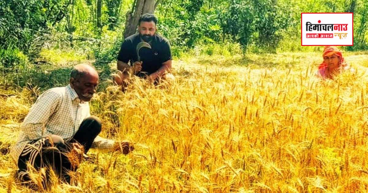 मौसम साफ होते ही गेहूं की कटाई जोरों पर, खिलती धूप का फायदा उठा रहे किसान