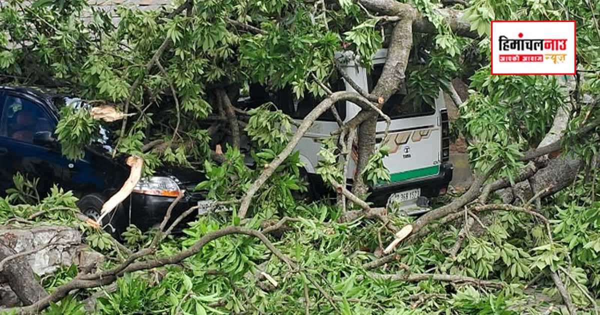 Accident / बनखंडी में धर्मशाला-चंडीगढ़ हाईवे पर पेड़ गिरा, दो वाहन क्षतिग्रस्त, यातायात प्रभावित