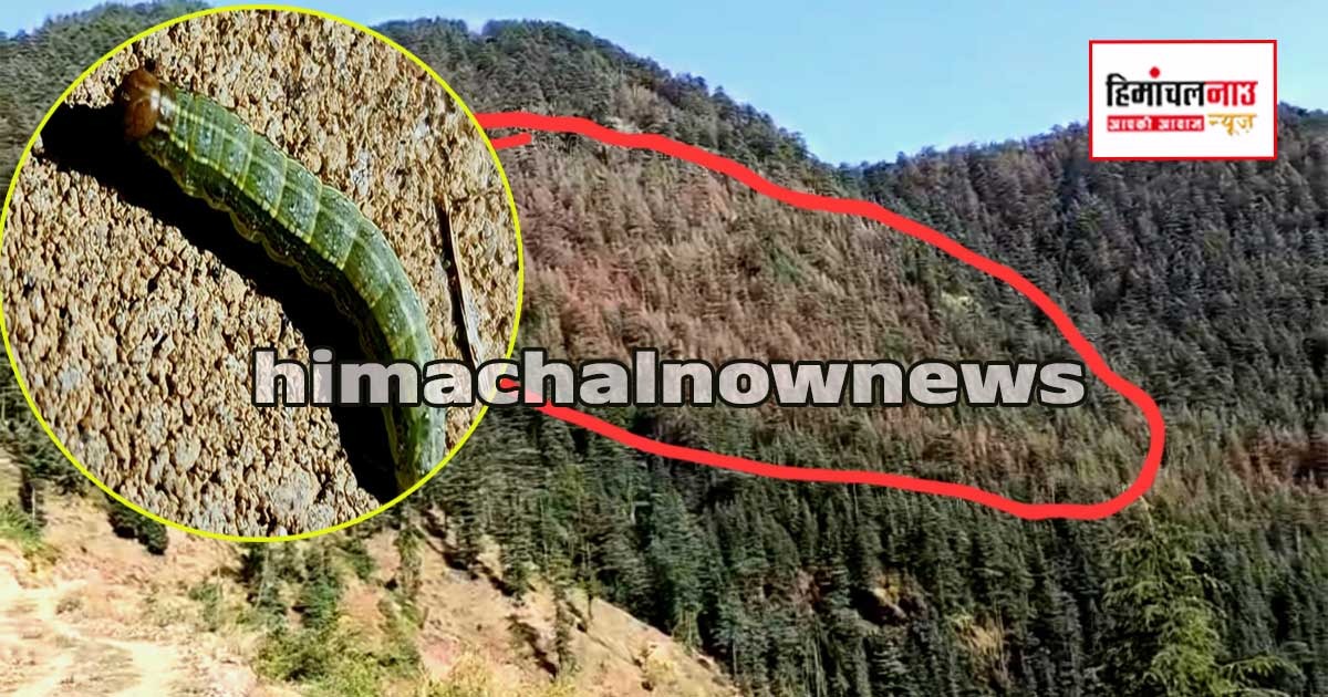 देवदार के जंगलों पर ‘ईक्ट्रोपिस डियोडारे’ का हमला, राजगढ़ में 100 बीघा जंगल खतरे में