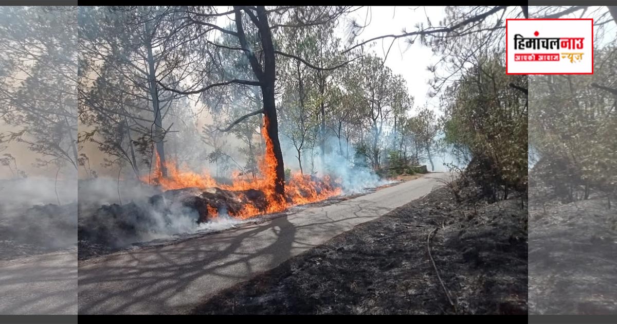 Fire / ध्यूंसर सदाशिव महादेव क्षेत्र के जंगलों में भीषण आग, वन संपदा को भारी नुकसान