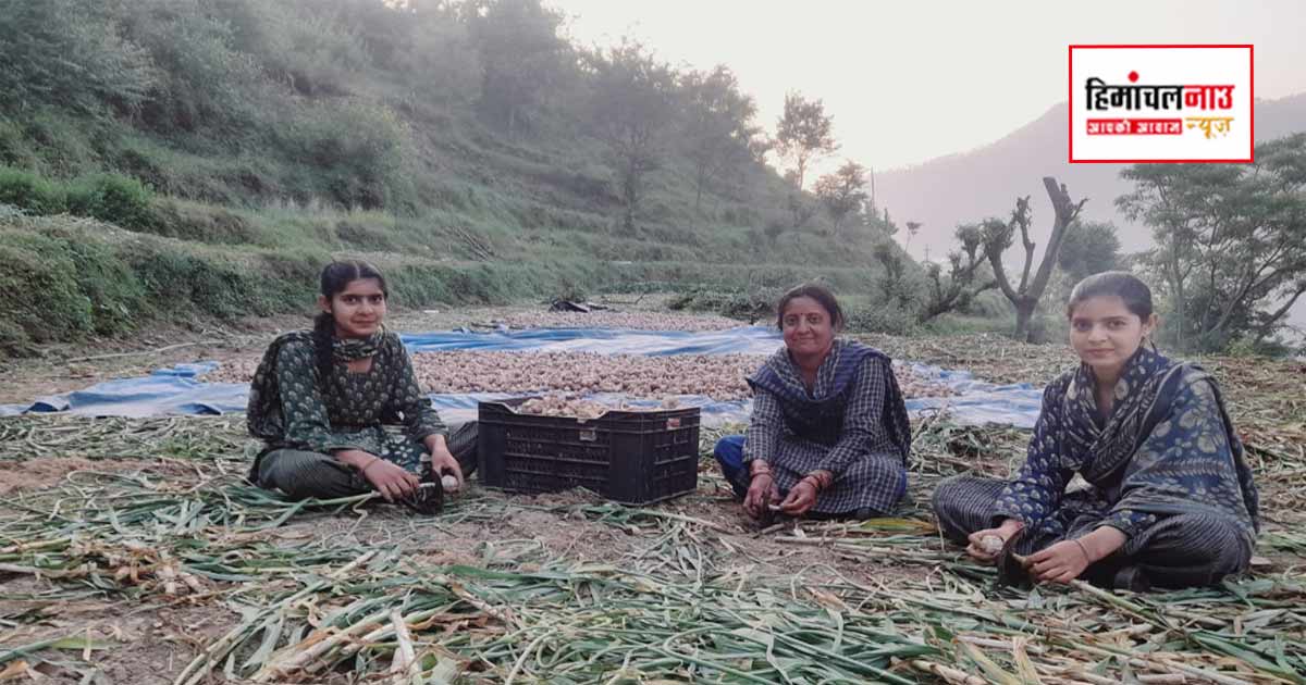 गिरिपार के खेतों से निकल रहा ‘सफेद सोना’, किसानों के चेहरों पर लौटी रौनक