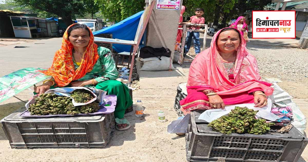 धौलाधार क्षेत्रों में मिलने वाला लुंगडु बना सेहत, स्वाद और आजीविका का महत्वपूर्ण हिस्सा