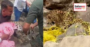 खड्ड में पड़ा मिला घायल तेंदुआ, घंटों चले रेस्क्यू ऑपरेशन के बाद वन विभाग ने बचाई जान
