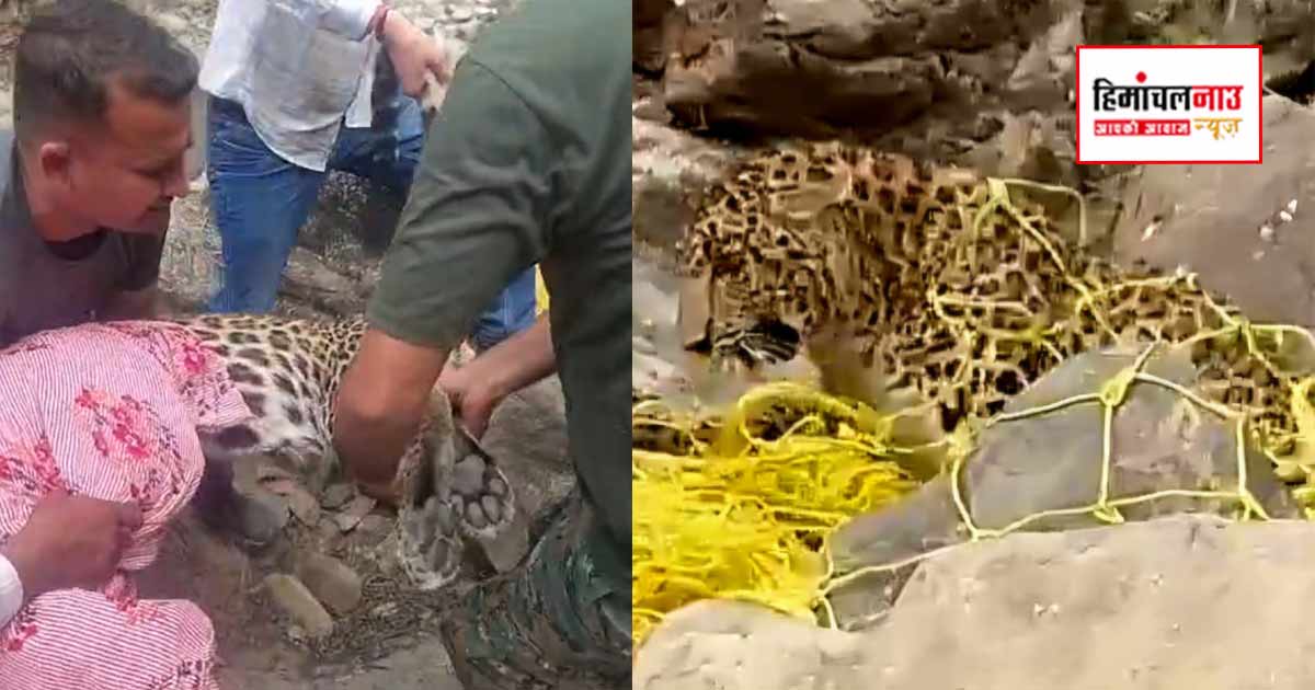 खड्ड में पड़ा मिला घायल तेंदुआ, घंटों चले रेस्क्यू ऑपरेशन के बाद वन विभाग ने बचाई जान