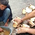 सिरमौर में जिमीकंद की खेती में बिजामृत विधि अपनाते किसान