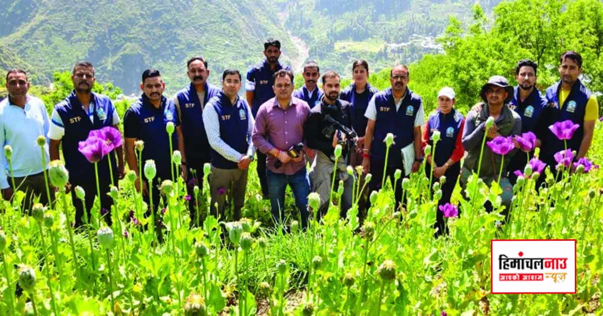 NDPS / कुल्लू के बंजार क्षेत्र में 12 बीघा भूमि पर अवैध अफीम की खेती नष्ट, मामला दर्ज