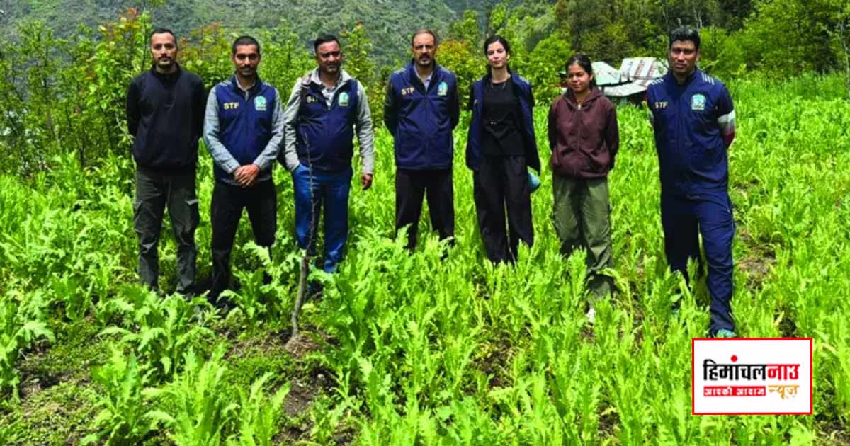 NDPS / कुल्लू के बंजार क्षेत्र में एसटीएफ की कार्रवाई, 4 बीघा भूमि पर अफीम की खेती नष्ट