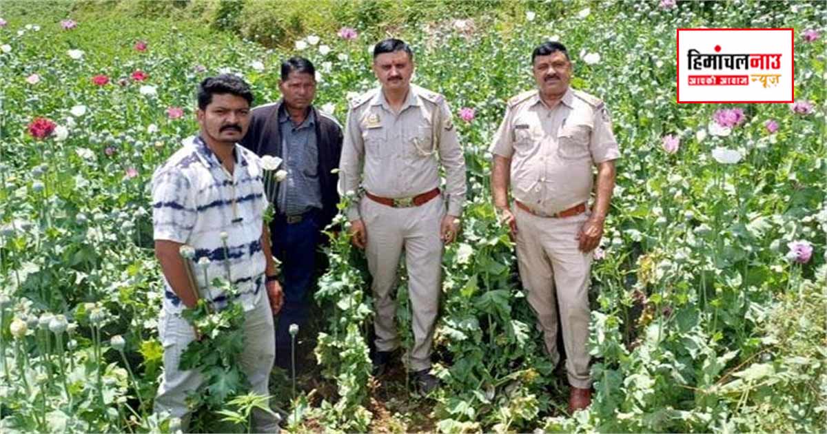 NDPS / पधर क्षेत्र में अवैध अफीम की खेती पर कार्रवाई, 16 हजार से अधिक पौधे नष्ट