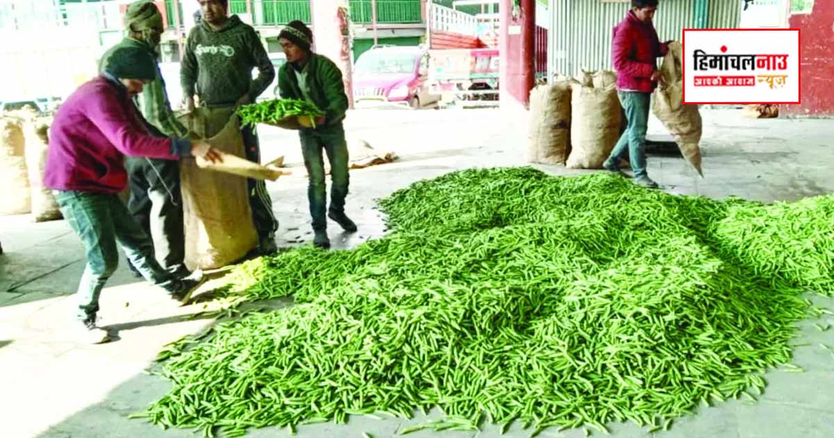 मटर कारोबार 5 करोड़ के पार, सोलन मंडी में अब तक 13,265 क्विंटल आवक दर्ज