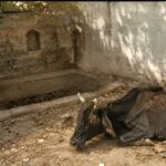 नाहन में गर्मी के बीच पानी की तलाश करते बेसहारा पशु