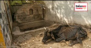नाहन में गर्मी के बीच पानी की तलाश करते बेसहारा पशु