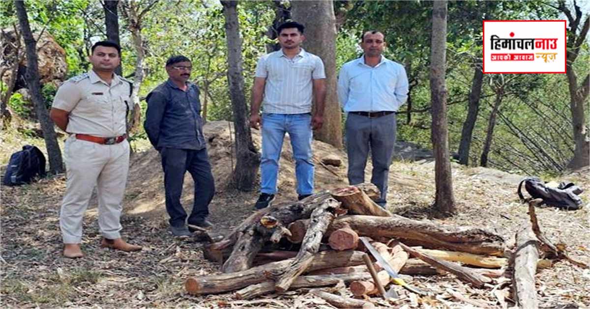 Crime / ऊना के छतैहड़ जंगल क्षेत्र में वन विभाग की कार्रवाई, खैर लकड़ी के 18 लॉग बरामद